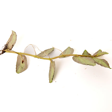Pellionia repens