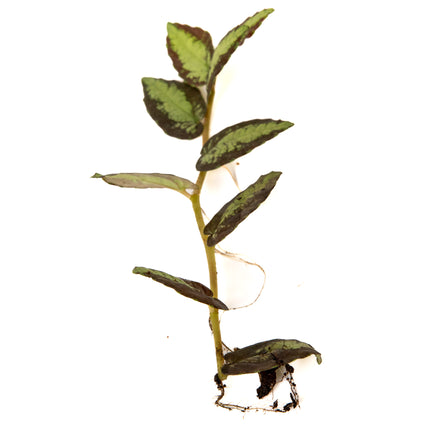 Pellionia repens