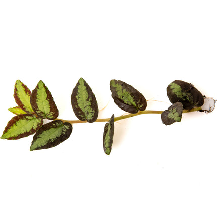Pellionia repens