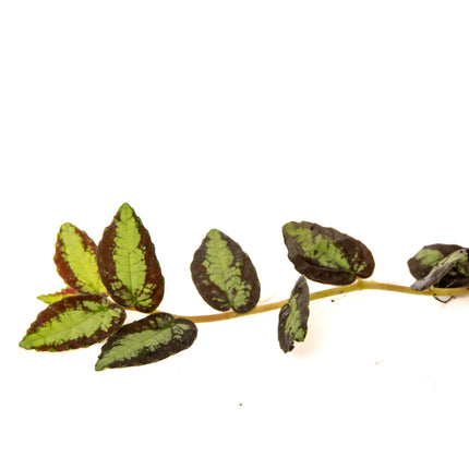 Pellionia repens