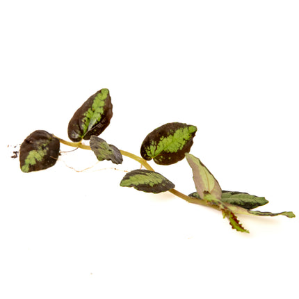 Pellionia repens