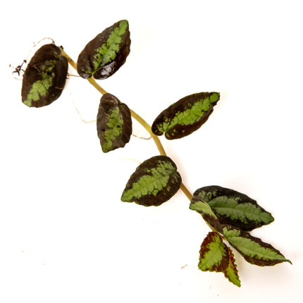 Pellionia repens