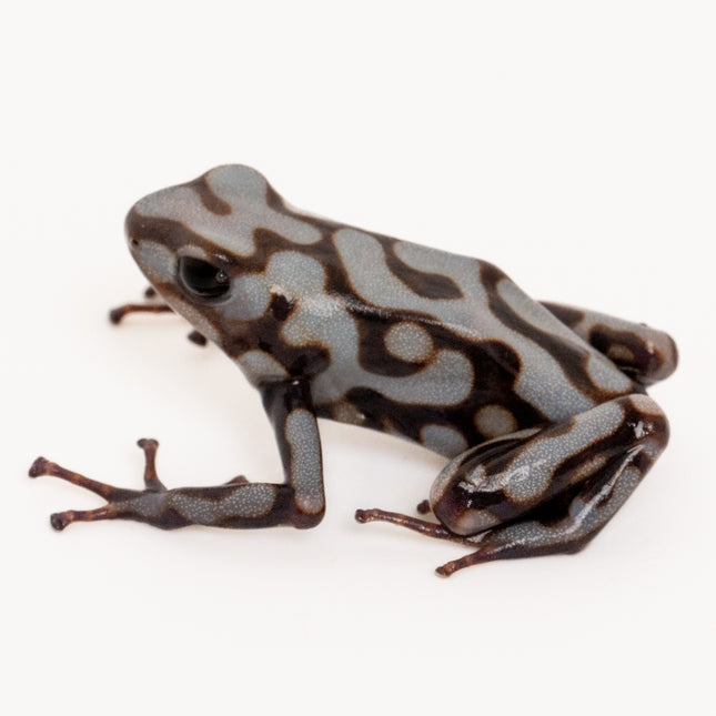 Dendrobates Auratus 'Pena Blanca'