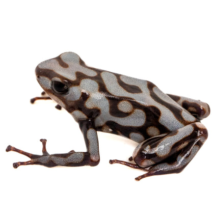 Dendrobates Auratus 'Pena Blanca'