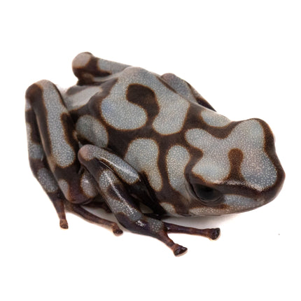 Dendrobates Auratus 'Pena Blanca'