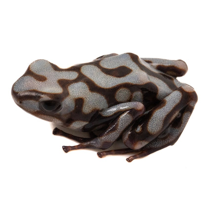 Dendrobates Auratus 'Pena Blanca'