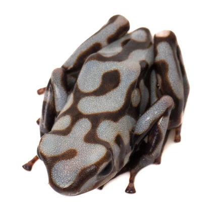 Dendrobates Auratus 'Pena Blanca'