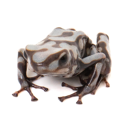 Dendrobates Auratus 'Pena Blanca'