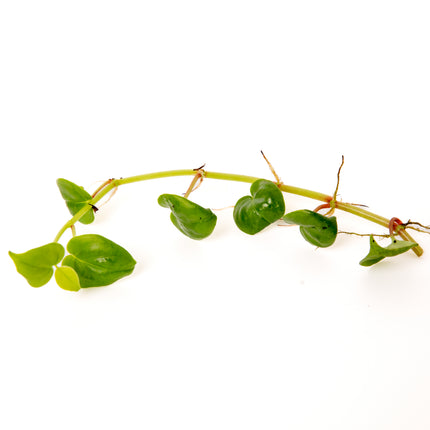 Peperonis Serpens
