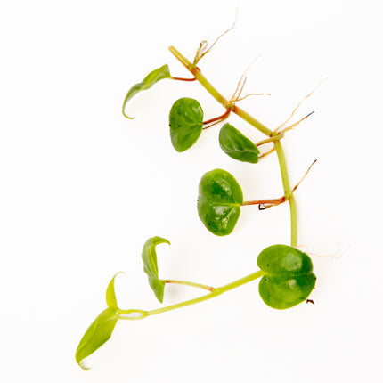 Peperonis Serpens