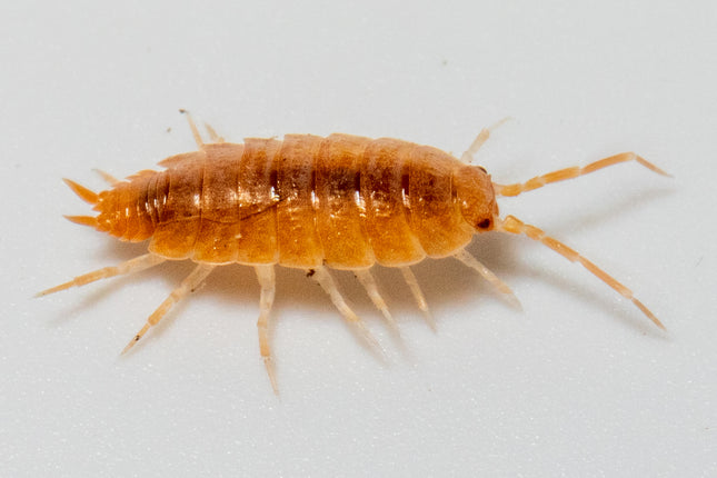 Porcellionides pruinosus "Powder orange" Isopods