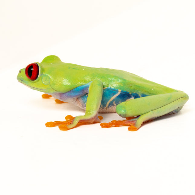 Agalychnis callidryas 'Red Eyed Tree Frog'