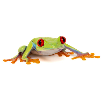 Agalychnis callidryas 'Red Eyed Tree Frog'