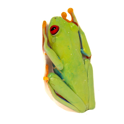 Agalychnis callidryas 'Red Eyed Tree Frog'