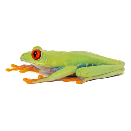 Agalychnis callidryas 'Red Eyed Tree Frog'