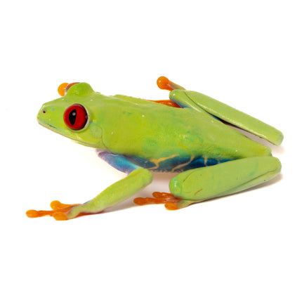 Agalychnis callidryas 'Red Eyed Tree Frog'