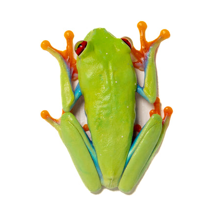 Agalychnis callidryas 'Red Eyed Tree Frog'