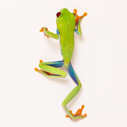 Agalychnis callidryas 'Red Eyed Tree Frog'