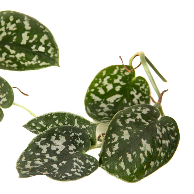 Satin Pothos – Scindapsus pictus
