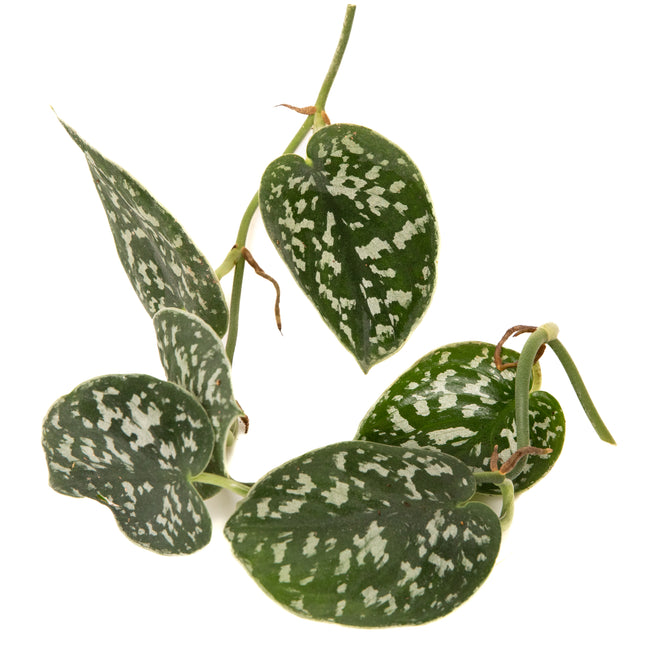 Satin Pothos – Scindapsus pictus