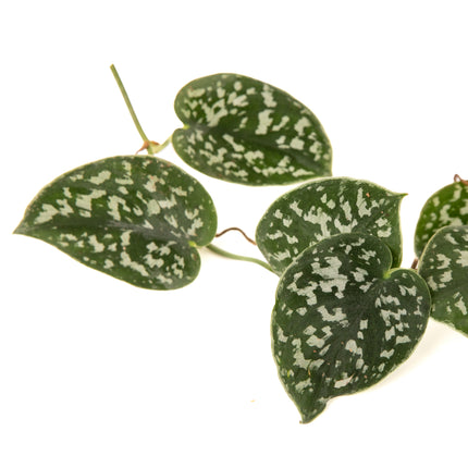 Satin Pothos – Scindapsus pictus