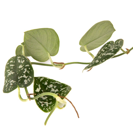 Satin Pothos – Scindapsus pictus