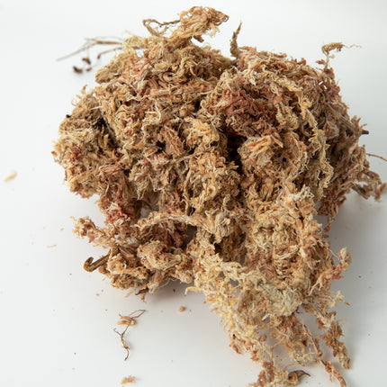 Sphagnum Moss