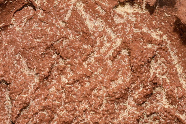 Springtails 8 oz Culture