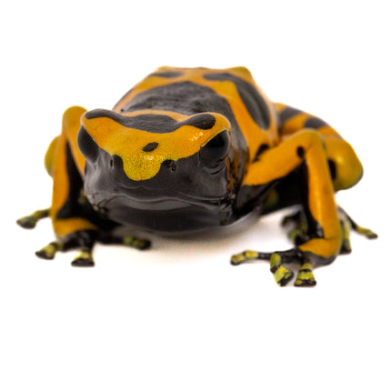 Dendrobates Leucomelas 'Standard'