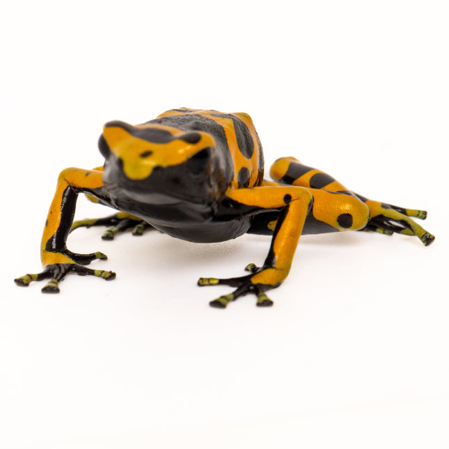 Dendrobates Leucomelas 'Standard'