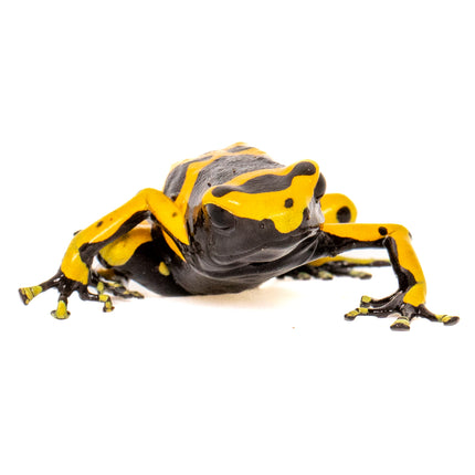 Dendrobates Leucomelas 'Standard'