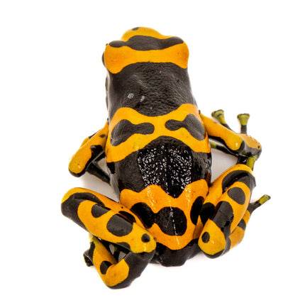 Dendrobates Leucomelas 'Standard'
