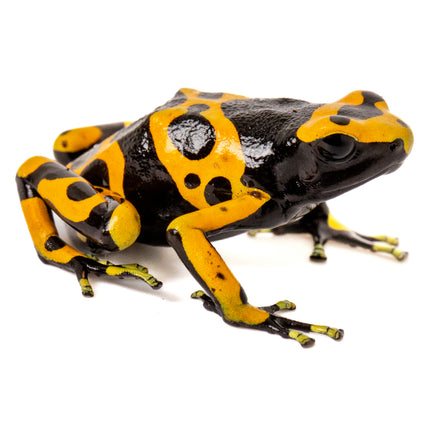 Dendrobates Leucomelas 'Standard'