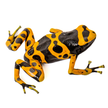 Dendrobates Leucomelas 'Standard'