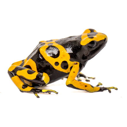 Dendrobates Leucomelas 'Standard'