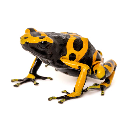 Dendrobates Leucomelas 'Standard'