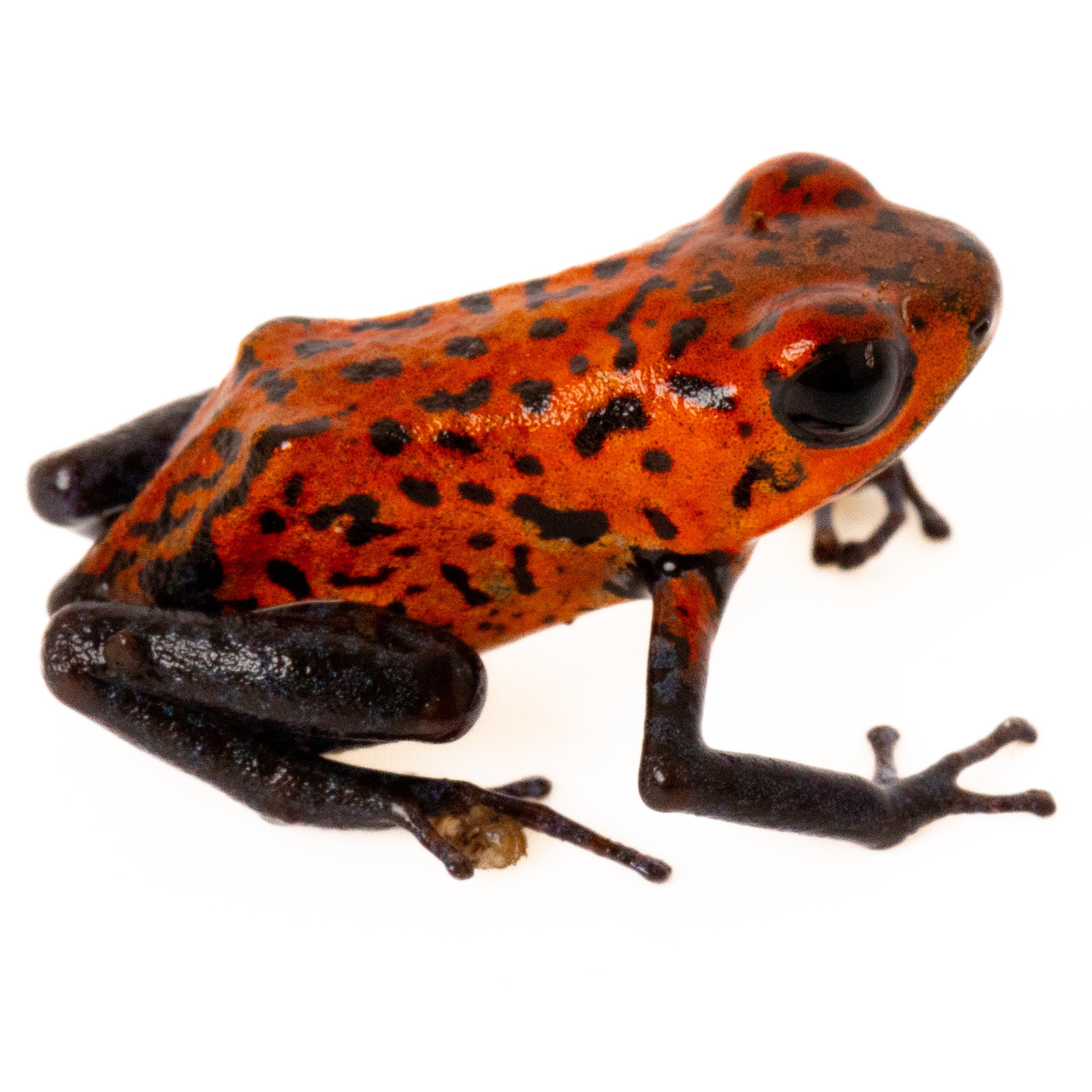 Oophaga Pumilio 'Strawberry Blue Jeans' – Finn's Frog Farm