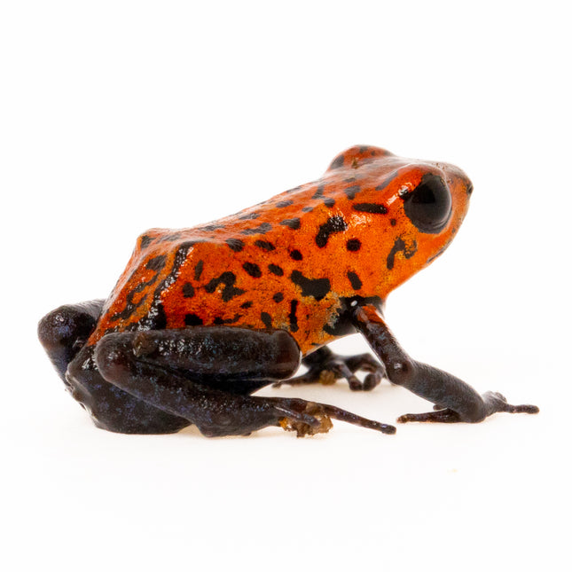 Oophaga Pumilio 'Strawberry Blue Jeans'