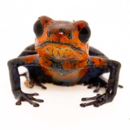Oophaga Pumilio 'Strawberry Blue Jeans'