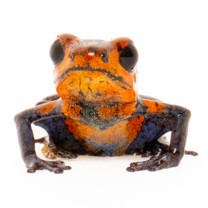 Oophaga Pumilio 'Strawberry Blue Jeans'
