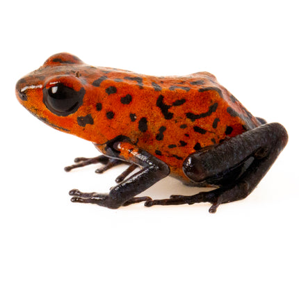 Oophaga Pumilio 'Strawberry Blue Jeans'