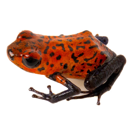 Oophaga Pumilio 'Strawberry Blue Jeans'