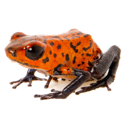 Oophaga Pumilio 'Strawberry Blue Jeans'