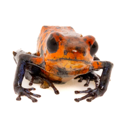 Oophaga Pumilio 'Strawberry Blue Jeans'