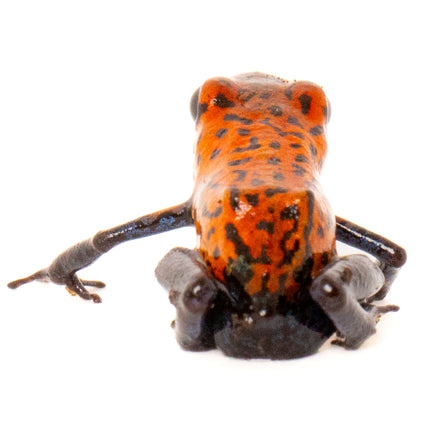 Oophaga Pumilio 'Strawberry Blue Jeans'
