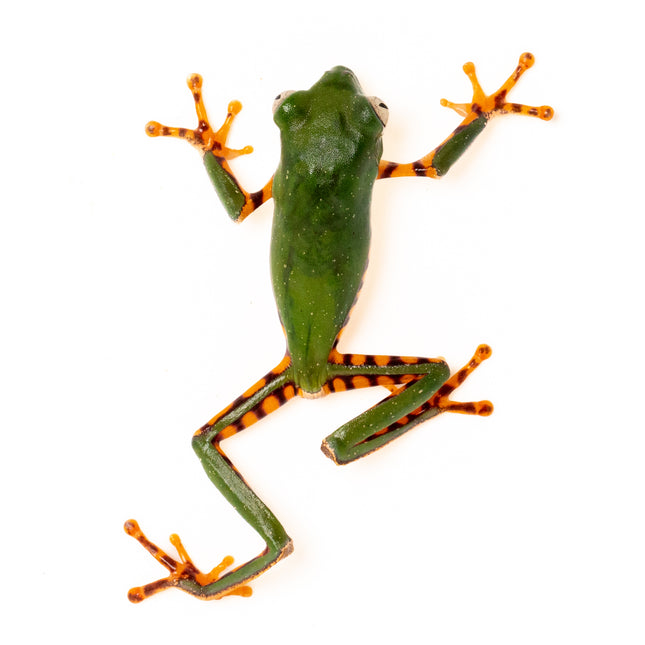 Pithecopus hypochondrialis 'Tiger Leaf' Frog