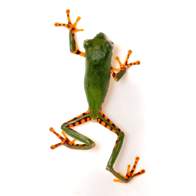 Pithecopus hypochondrialis 'Tiger Leaf' Frog