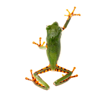Pithecopus hypochondrialis 'Tiger Leaf' Frog