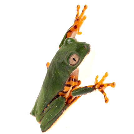 Pithecopus hypochondrialis 'Tiger Leaf' Frog