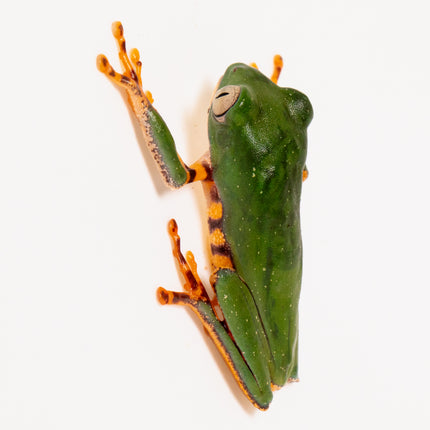 Pithecopus hypochondrialis 'Tiger Leaf' Frog